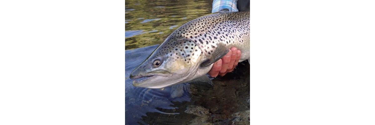 Im Frühjahr erfolgreich Seeforellen fangen – Für den Uferangler - Seeforellen vom Ufer fangen: Tipps &amp; Tricks